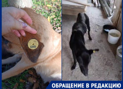 «Скелеты с бирками»: в Краснодаре выпустили десятки истощенных и беспомощных собак