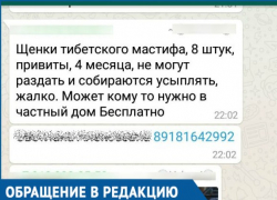  «За день позвонили больше тысячи раз», - Мошенники разместили фейковое объявление о раздаче дорогих щенков на Кубани 