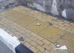 В Сочи зафиксирована массовая гибель птиц