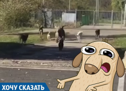 Нашествие собак: краснодарцы боятся за своих детей