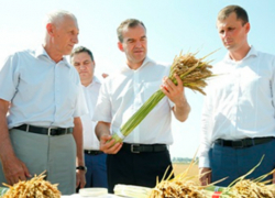 Краснодарский край идет на рекорд по урожайности вопреки непогоде