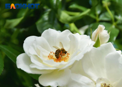 Переменчивая погода ожидается в Краснодаре