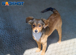 Бездомных собак отловят в четырёх районах Краснодара