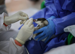 Уголовное дело завели на Кубани после выпуска спасённых от мазута птиц на волю