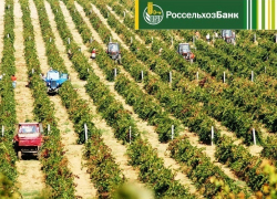 За 7 месяцев 2017 года Краснодарский филиал РСХБ выдал 20,7 млрд рублей инвестиционных кредитов