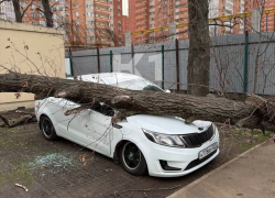 Сносит людей и валит деревья: на Краснодар обрушился ураганный ветер 