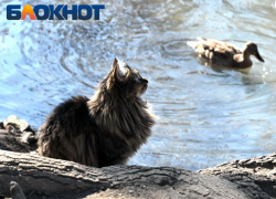 Солнце согреет Краснодар перед грядущим похолоданием