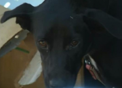 В Сочи на месте трагичной аварии спустя сутки нашли пострадавшую собаку