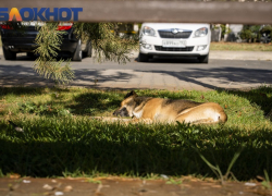 В Краснодаре догхантеры открыли охоту на бездомных собак в КМР