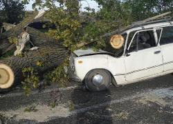 Рухнувшее в Краснодаре дерево раздавило «копейку»