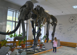Степные мамонты: доисторические слоны обитали в Краснодарском крае