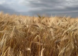 «Если есть на свете рай, это наш любимый край»: миллиардер Дерипаска показал урожай ячменя на Кубани