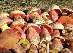 В Краснодарском крае пять человек отравились грибами