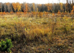 На Кубани 1,5 га земли отдали под сорняк