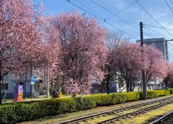 Путают с вишнями: в Краснодаре рассказали о цветущих сливах Писсарди на Ставропольской