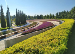 В парке «Краснодара» срезают шалфей 