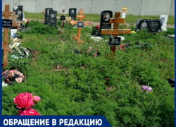 Кладбище в хуторе Копанском Краснодара утопает в амброзии