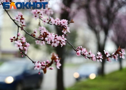 В Краснодаре дождь не помешает теплой погоде