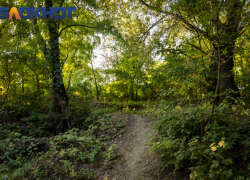 На Кубани проверили загадочную гибель более сотни диких кабанов