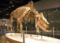Тайны животных древних времен: семь миллионов лет назад на Кубани жили родственники носорогов