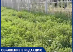 Джунгли амброзии игнорируют вдоль детского сада в Краснодаре