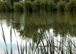 В начале недели экстремальная жара снова встретит краснодарцев