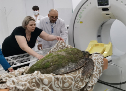 Спасение продолжается: найденной черепахе в Чёрном море сделали рентген в городской больнице 