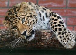 Сочинский леопард отправился в Сибирь