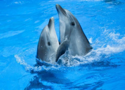 Сочинские дельфины и автомобили определят порядок выступающих на «Новой волне»