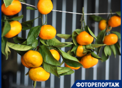 Настал оранжевый бум: где дешевле купить ноябрьские мандарины в Краснодаре