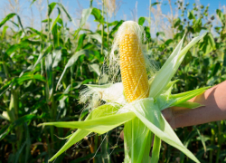 Кубань и Ростовская область дают стране 30 процентов урожая кукурузы