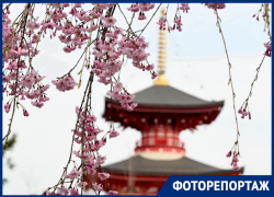 Словно попадаешь в другую страну: Японский сад в Краснодаре отмечает двухлетие