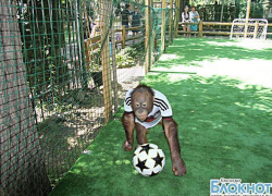 Орангутаны краснодарского зоопарка  предсказали исход матча Германии и Аргентины