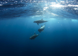 Краснодарский предприниматель мошенническим путем вывез из страны двух дельфинов