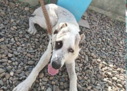 Задержаны мужчины, зарезавшие чужую собаку в Краснодаре