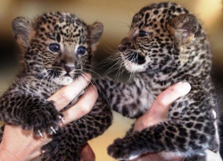 Россияне выбирают имена для родившихся в Сочи леопардов