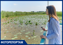 «Ищем спонсора, воду залить не можем»: в Краснодаре опасаются гибели легендарного озера лотосов