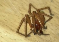 В дом жителей Краснодарского края пытался проникнуть ядовитый паук