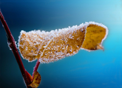 Экстренное предупреждение по заморозкам объявили на Кубани
