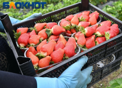 «Урожай будет меньше»: когда ждать первую кубанскую клубнику на прилавках