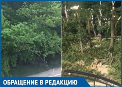 Житель Мысхако на видео показал, как уничтожают лес Черноморского побережья 
