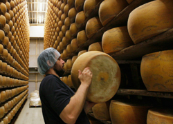 Элитные сыры станут производить в Краснодаре