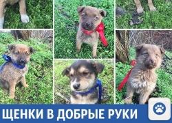 Маленькие друзья человека ищут добрых хозяев на Кубани
