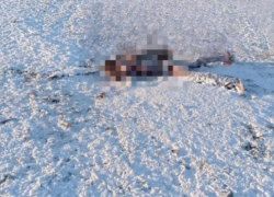 Обглоданный замерзший труп нашли в Краснодарском крае