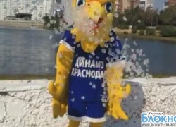 Талисман ВК «Динамо» Краснодар принял вызов Ice Buket Challenge