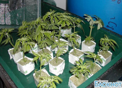 В станице Елизаветинской мужчина выращивал коноплю в цветочных горшках
