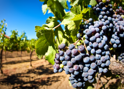 На Кубани увеличат площадь виноградников до 31 тысячи га