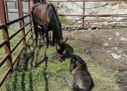  «Умирают по три коня в год»: зоозащитники Адыгеи бьют тревогу