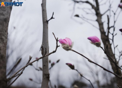 Дождь и сильный ветер обрушатся на Краснодар