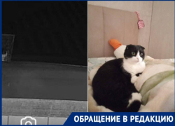 Несчастную кошку заманили в ловушку и похитили в Краснодаре 